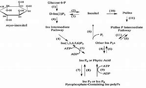 Image result for Inositol Hexaphosphate