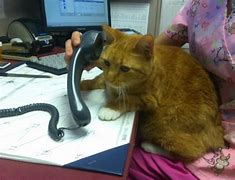 Image result for Cat Answering Phone Meme