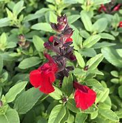 Image result for Salvia greggii Mirage Cherry Red