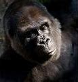 Image result for Ozzie world's oldest gorilla dies