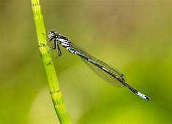 Image result for co_to_za_zygoptera