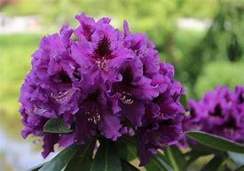Image result for Rhododendron (P) Rasputin