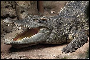 Image result for crocodylus_siamensis