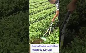 Image result for Importance of Weeding Process in Tea Production