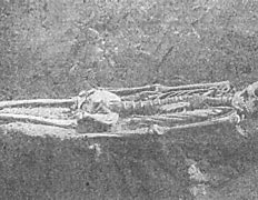 Image result for Nephilim Skeletons