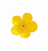 Image result for Buttercup Flower SVG