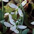 Image result for Galanthus Wifi Flight of Hearts
