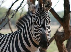 Image result for Zebra GK420d