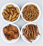 Image result for Edible Insects for Humans