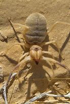 Image result for Desert Camel Spider