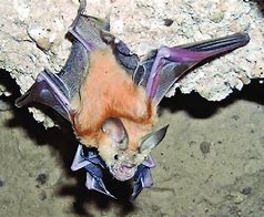 Image result for Trident Leaf-Nosed Bat