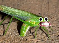 Image result for Funny Cricket Animal