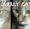 Image result for Stinky Cat Meme