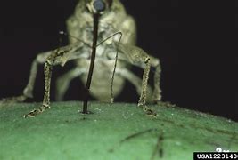 Image result for "pecan-weevil"