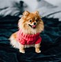 Image result for Jiff Pom Yawn