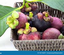 Image result for Mangosteen Leaves