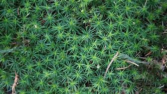 Image result for Moss Plant Drawing