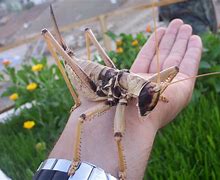 Image result for Large Cricket Insect