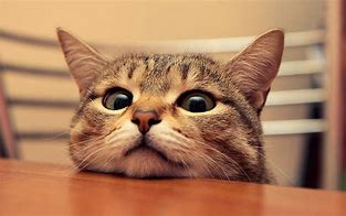 Image result for Hilarious Funny Cats