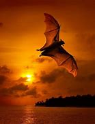 Image result for Fruit Bat in a Tree