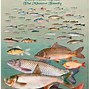Image result for Lake Fishes