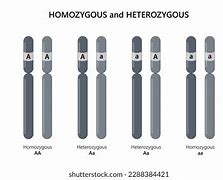 Image result for Homozygous AA