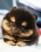 Image result for Cutest Dog World Pomeranian
