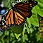Image result for Butterfly Humor