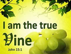 Image result for Vine Branches Scripture