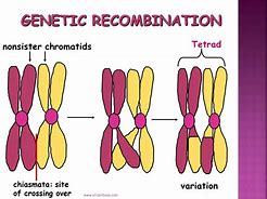 Image result for Crossing Over and Recombination Occurs