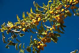 Image result for Crab Apple Tree in Fall