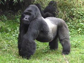 Image result for Silverback Animal