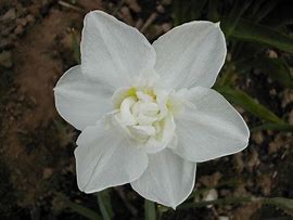 Image result for Narcissus Snowball