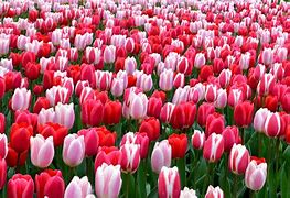 Image result for Pics of Tulips