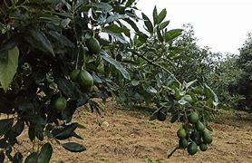 Image result for aguacul