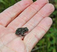 Image result for Frog and Toad Black and White