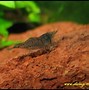 Image result for Caridina Holthuisi