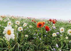 Image result for Realistic Flower Field