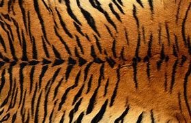 Image result for Tiger Print iPhone Wallpaper