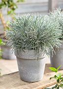 Image result for Ficinia truncata Ice Crystal