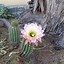 Image result for Chimoya Cactus Arizona