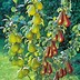 Image result for Mini Pear Tree