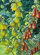 Image result for Zone 9A Dwarf Fruit Trees