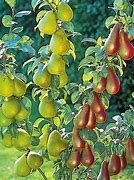 Image result for Dwarf Fruit Trees Zone 5