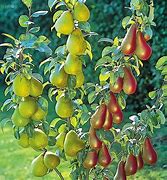 Image result for Dwarf Pear Trees Varieties
