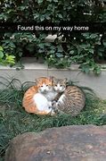 Image result for Cat Memes Without Text