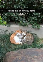 Image result for Funny Cat Memes at Work