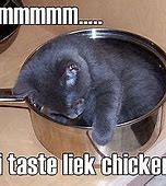 Image result for Chicken Cat Meme