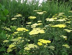 Image result for Achillea Taygetea