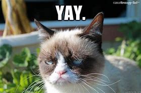 Image result for Grumpy Cat Yay Meme
